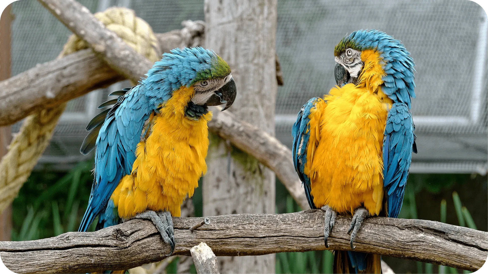 Two brightly coloured parrots sat on a log communicating with each other.